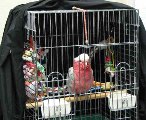 Little lost birdy