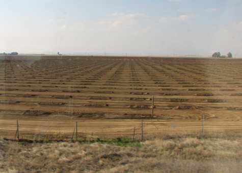 Starting an orchard