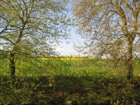 French fields