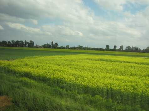 Field
