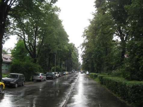 Trees