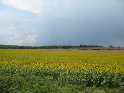 Field