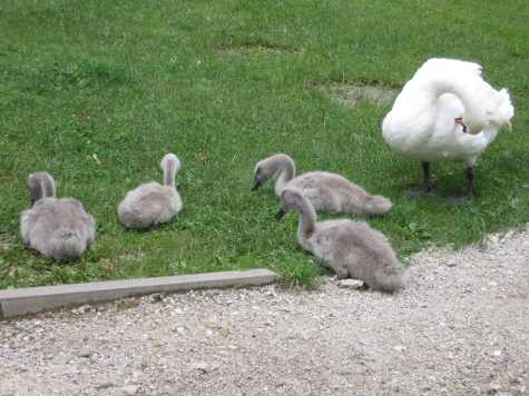 Babies