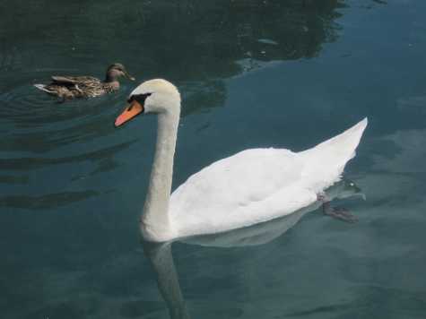 Swan