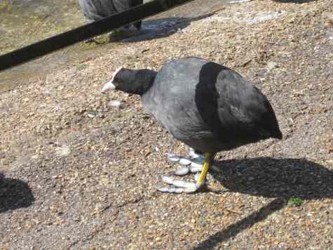 Coot