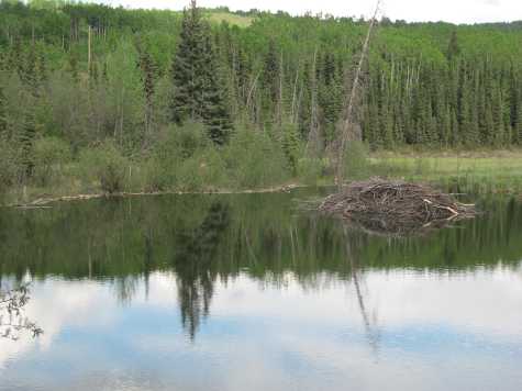 Beaver