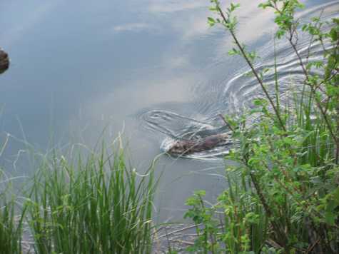 Beaver