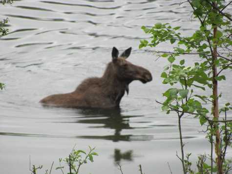 Moose