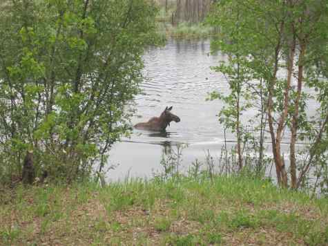 Moose