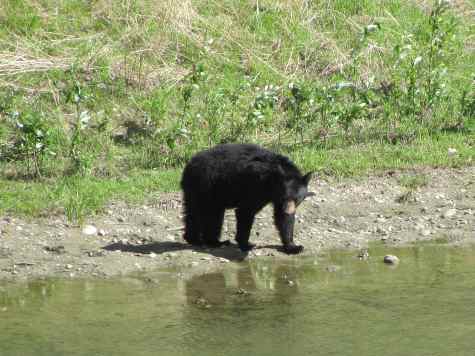 Bear