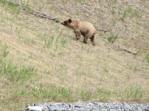 Bear