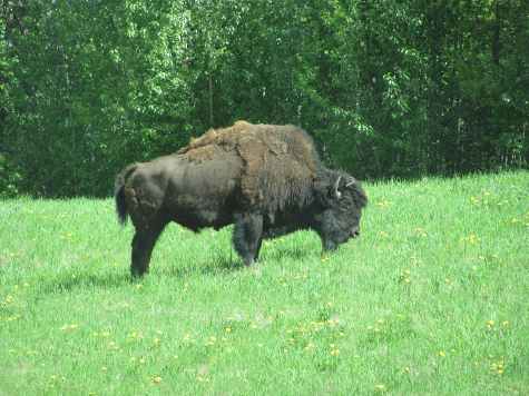Buffalo