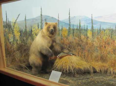 Bear