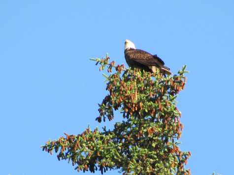 Eagle