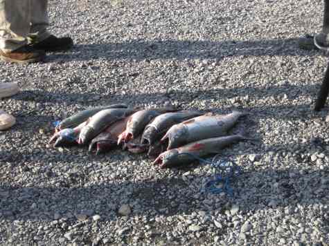 Fish