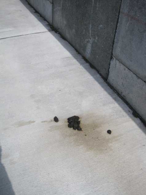 Scat