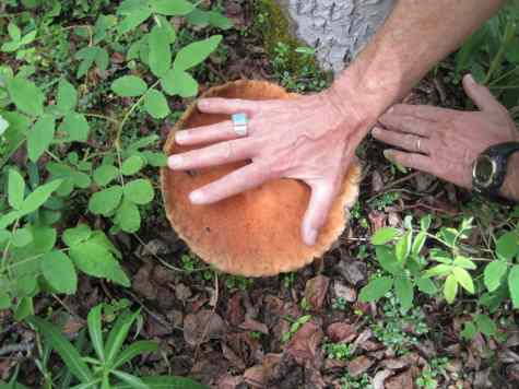 Bolete