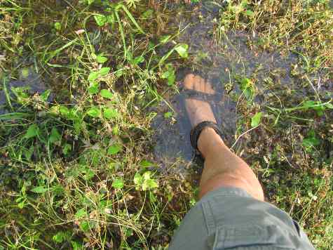 Foot
