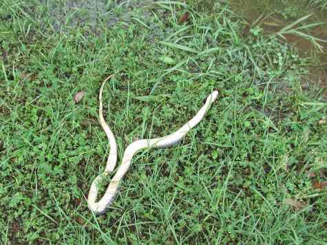 Snake
