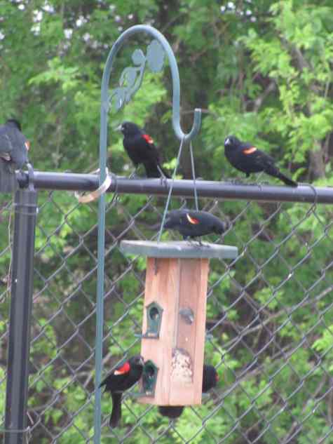 Birds