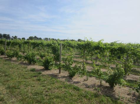 Grapes
